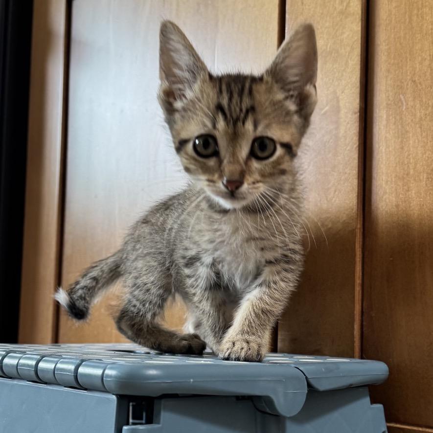 Ninja, a Adoptable Domestic Short Hair in Escondido, CA image 3/6