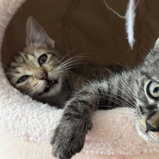Ninja, a Adoptable Domestic Short Hair in Escondido, CA image 4/6