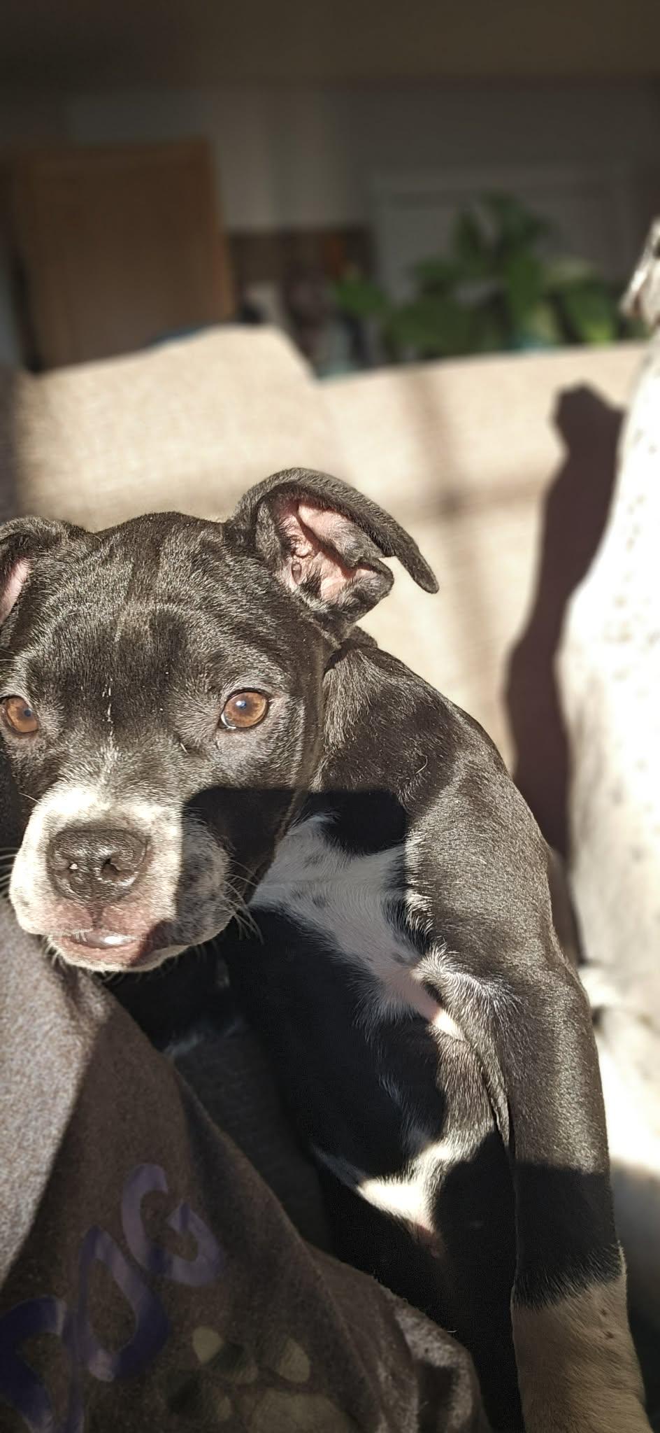 Shortstack, a ADOPTABLE Mixed Breed in Northwood, NH image 4/4