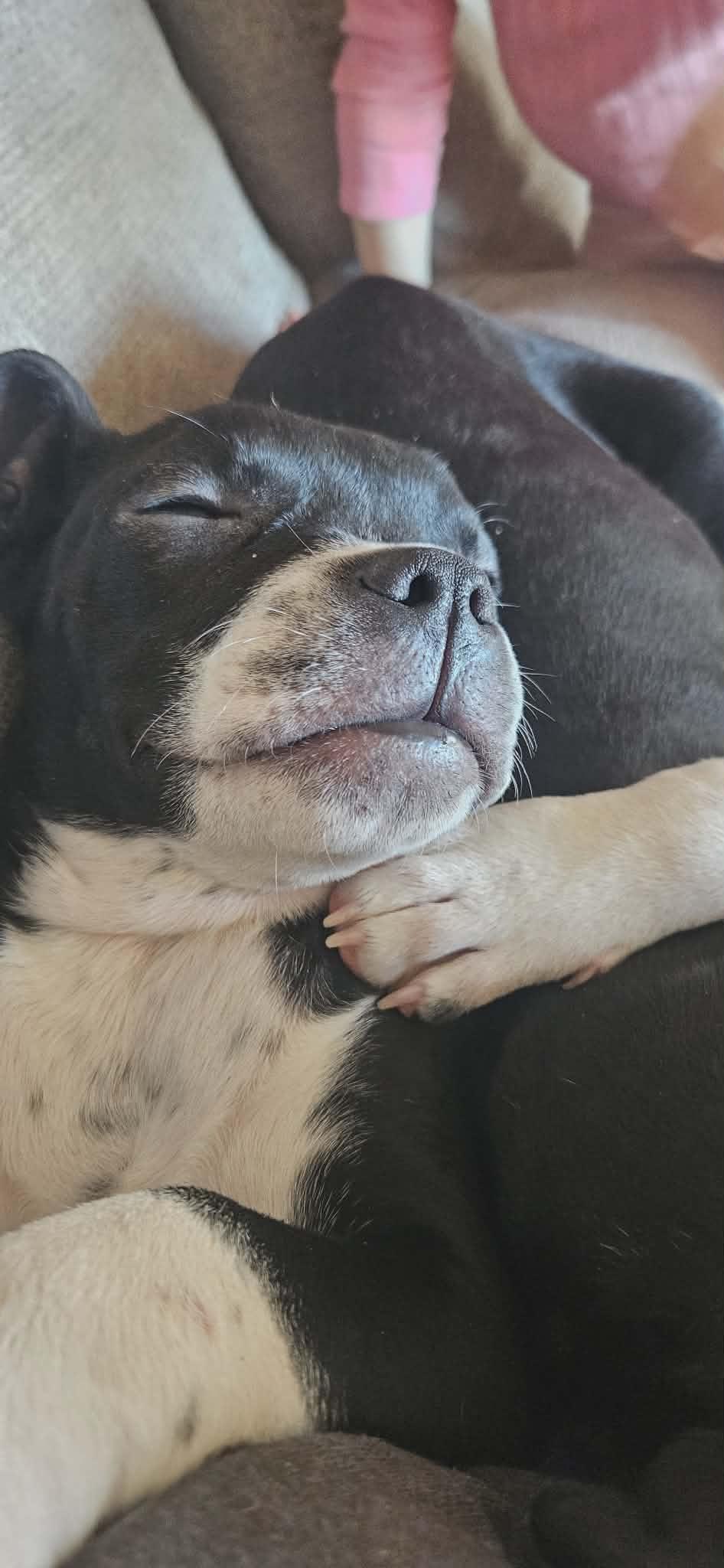 Shortstack, a ADOPTABLE Mixed Breed in Northwood, NH image 2/4