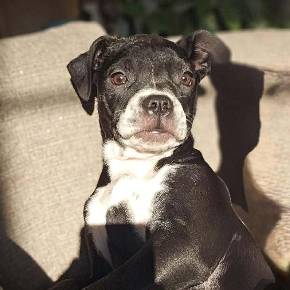 Shortstack, a ADOPTABLE Mixed Breed in Northwood, NH image 1/4