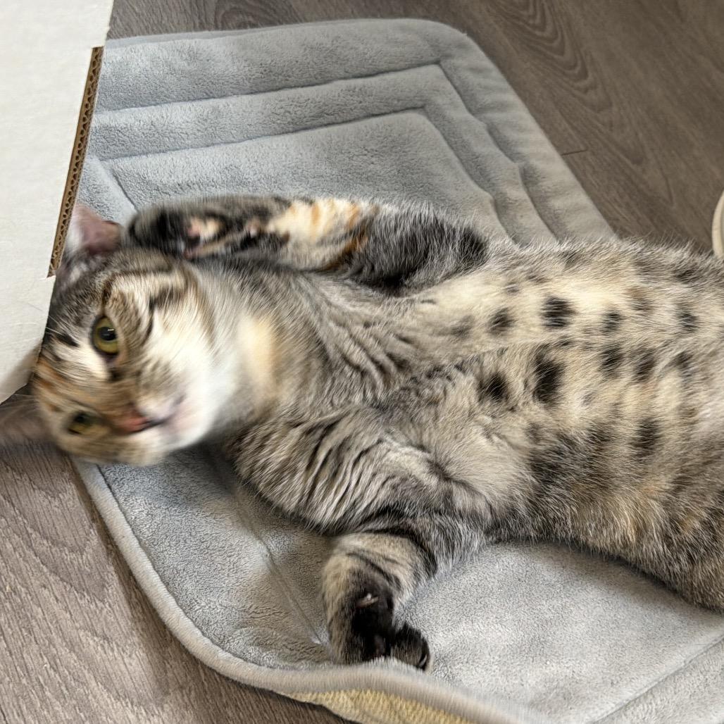 Pickles, Adoptable, Adult Female Domestic Short Hair.