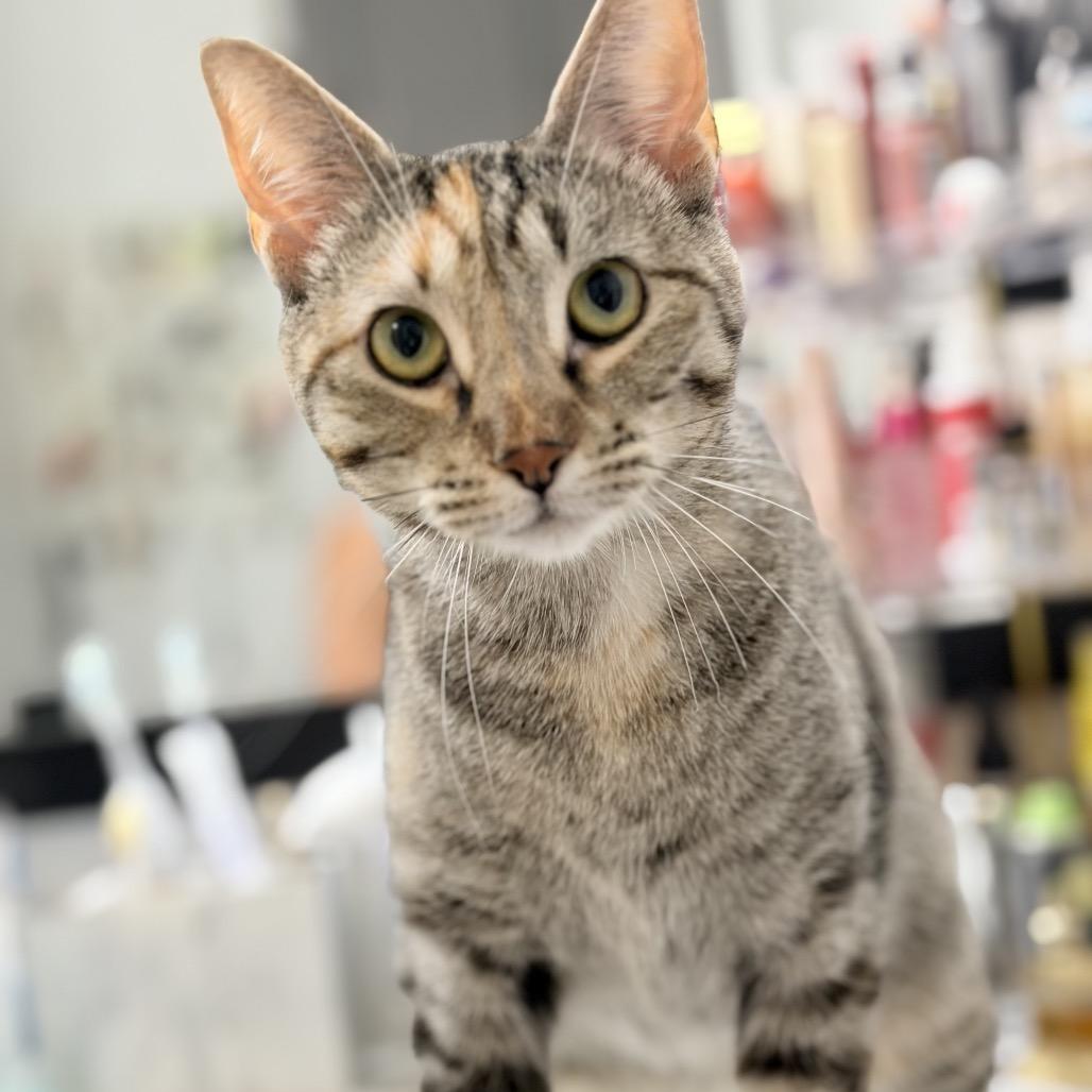 Pickles, Adoptable, Adult Female Domestic Short Hair.