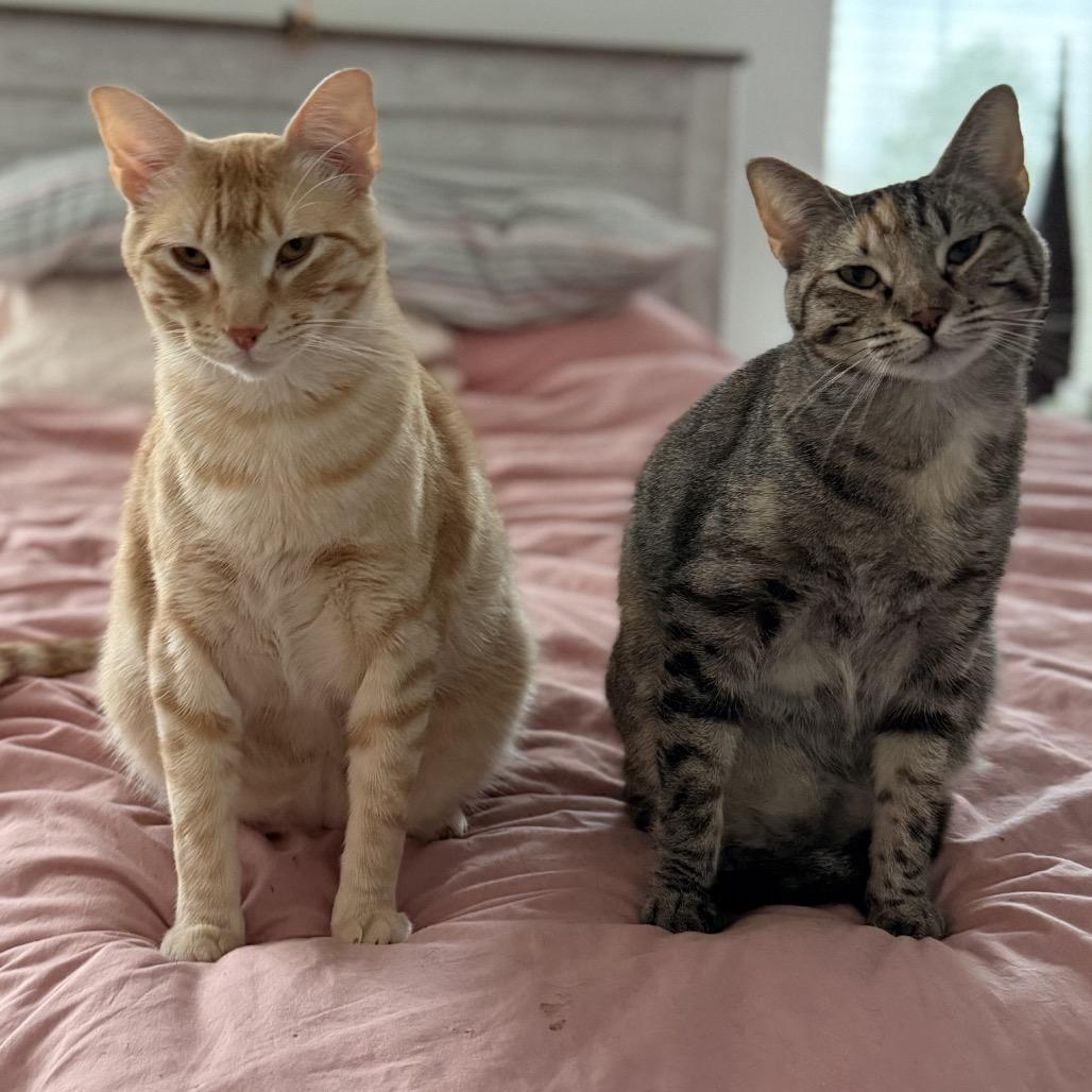 Enlarge Pickles, a Adoptable Domestic Short Hair in Flower Mound, TX image 3/6