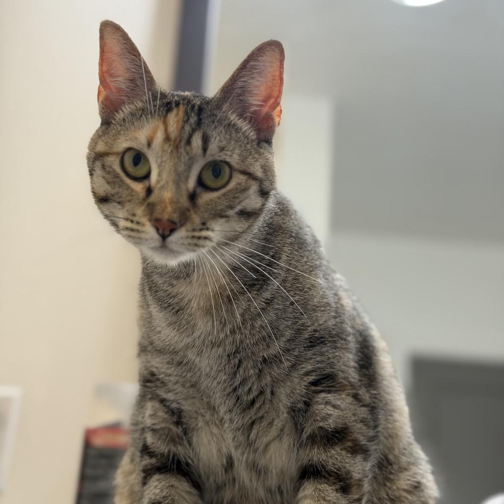 Enlarge Pickles, a Adoptable Domestic Short Hair in Flower Mound, TX image 4/6