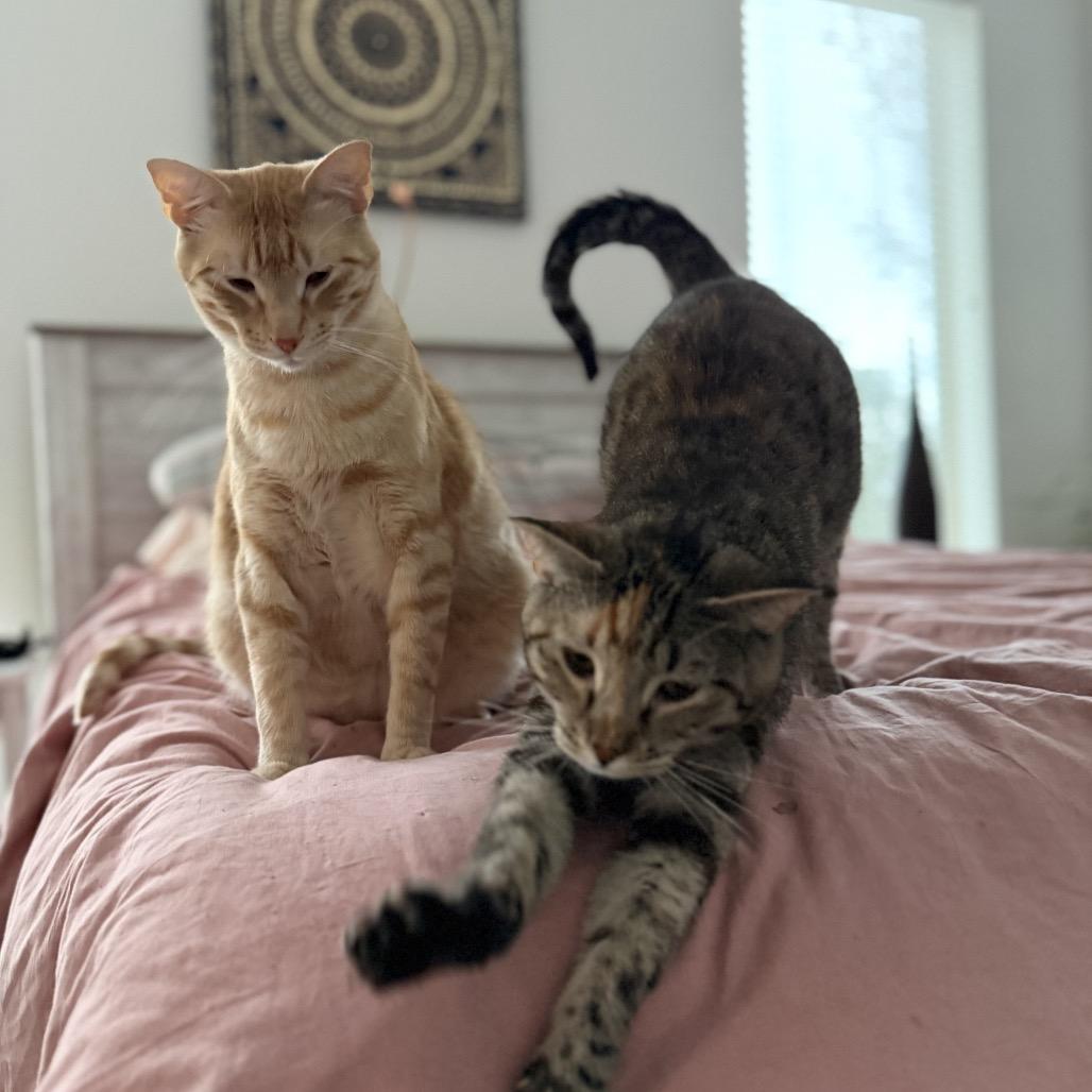 Enlarge Pickles, a Adoptable Domestic Short Hair in Flower Mound, TX image 5/6