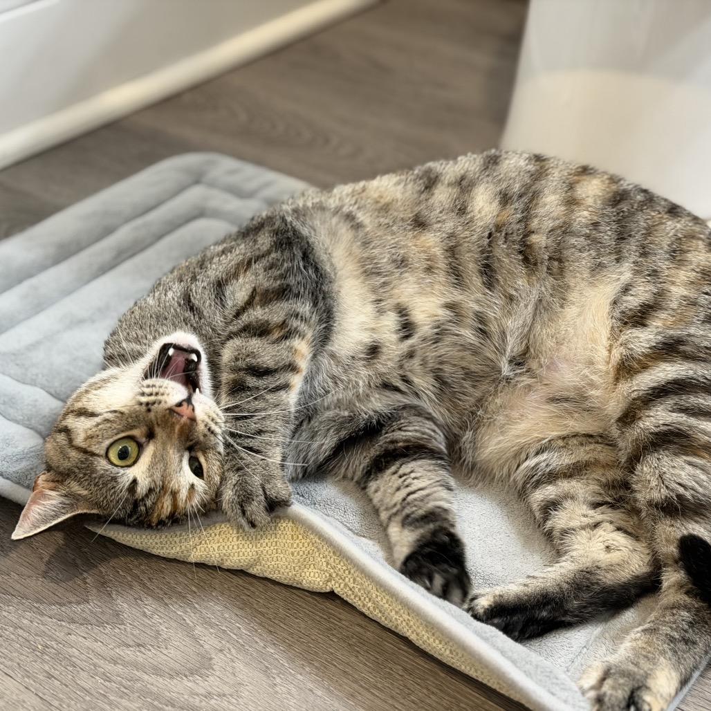 Enlarge Pickles, a Adoptable Domestic Short Hair in Flower Mound, TX image 6/6