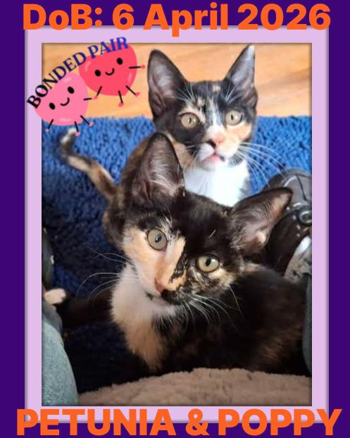 Enlarge POPPY-JEAN, a Adoptable Domestic Short Hair in Sebec, ME image 2/3