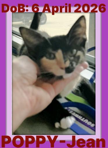 Enlarge POPPY-JEAN, a Adoptable Domestic Short Hair in Sebec, ME image 3/3