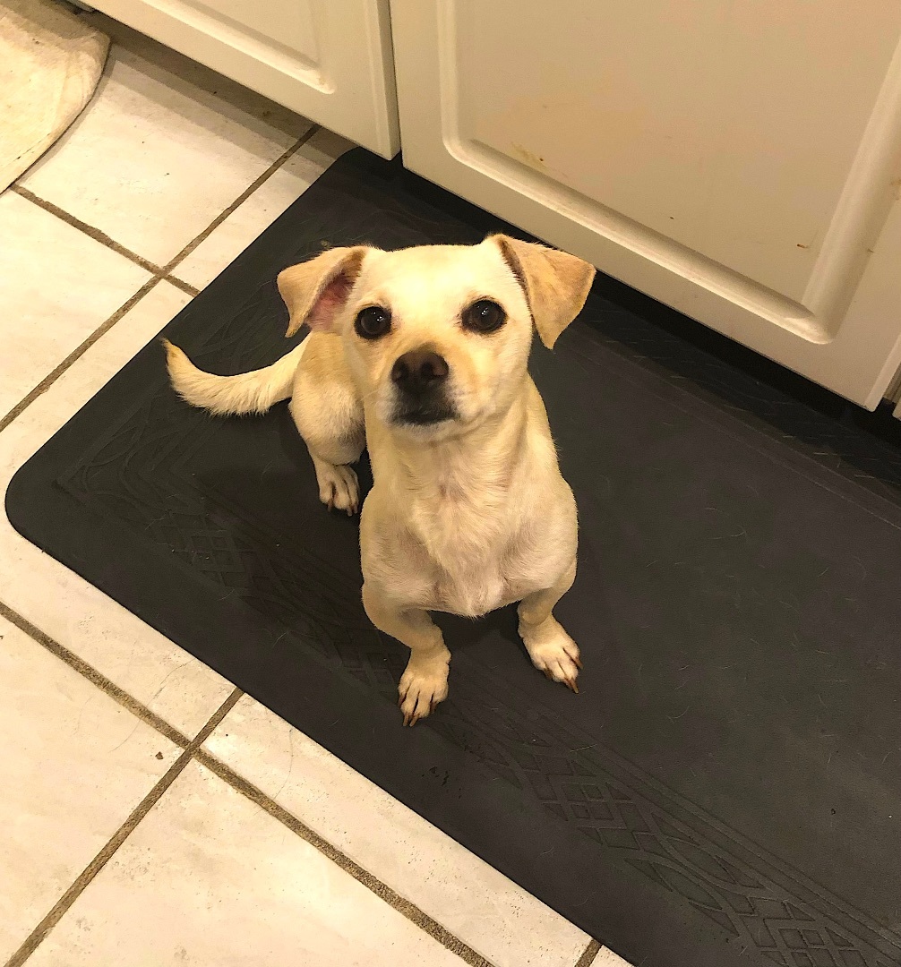 Valerie & Mallory, Adoptable, Young Female Terrier & Chihuahua.