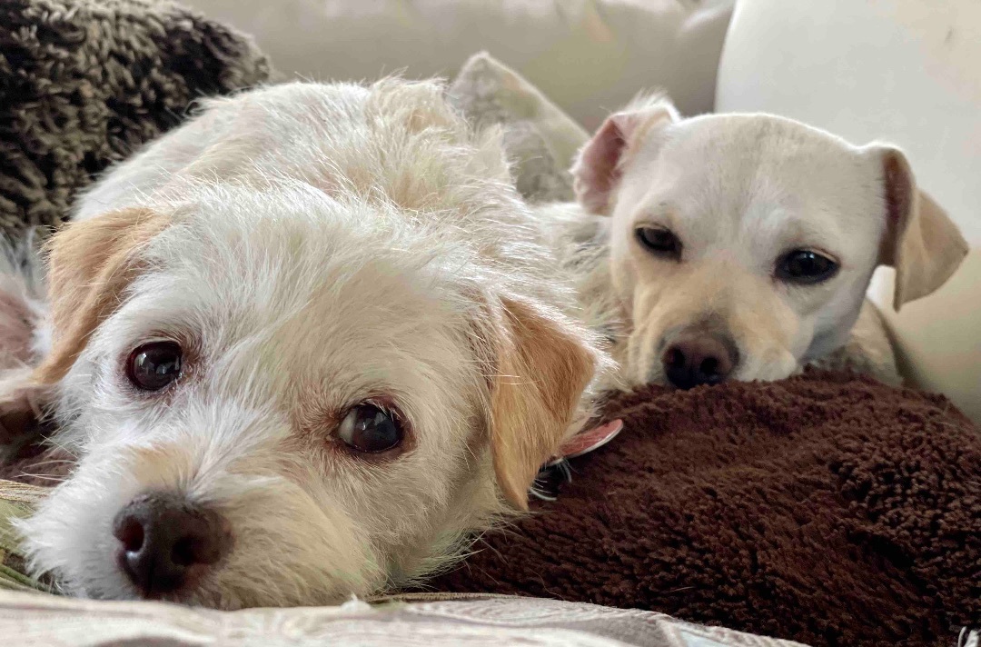 Valerie & Mallory, a Adoptable mixed breed in Los Angeles, CA image 2/4