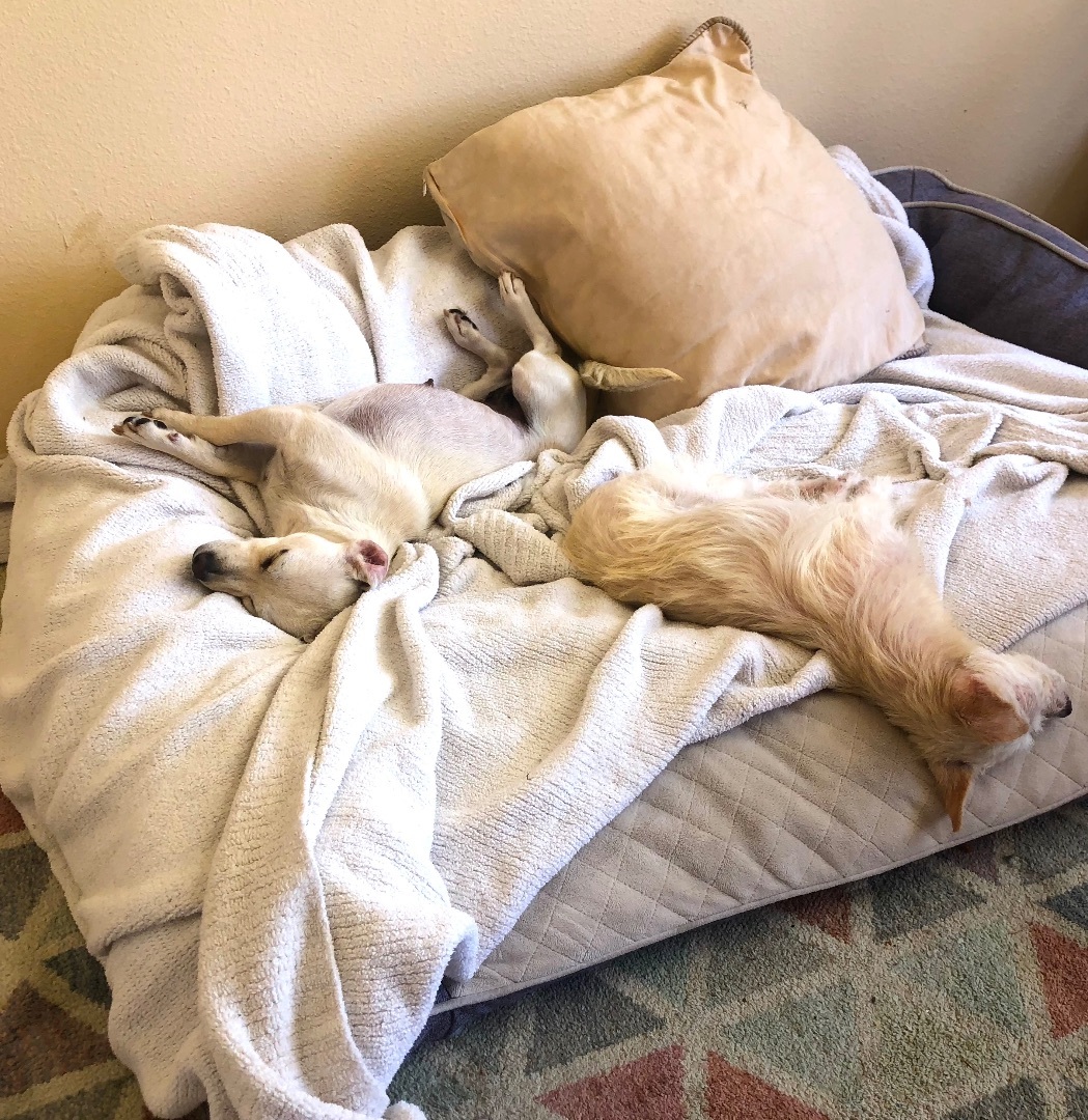 Valerie & Mallory, a Adoptable mixed breed in Los Angeles, CA image 3/4