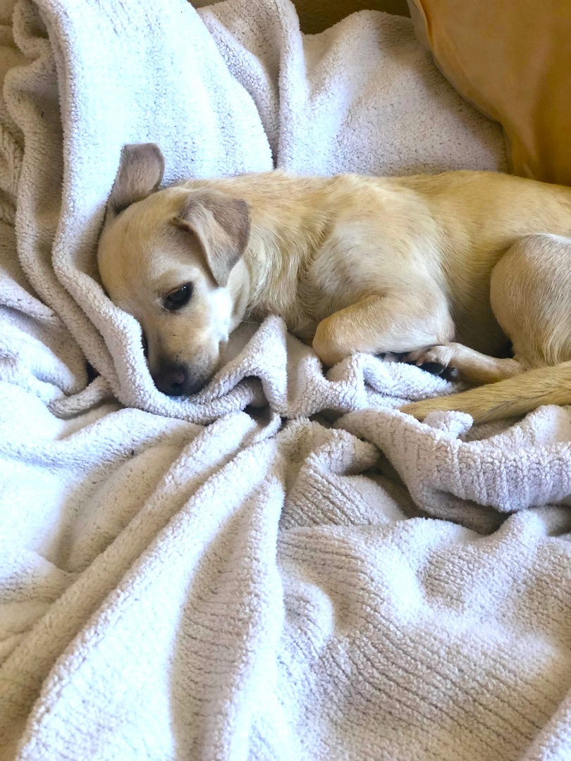 Valerie & Mallory, a Adoptable mixed breed in Los Angeles, CA image 4/4