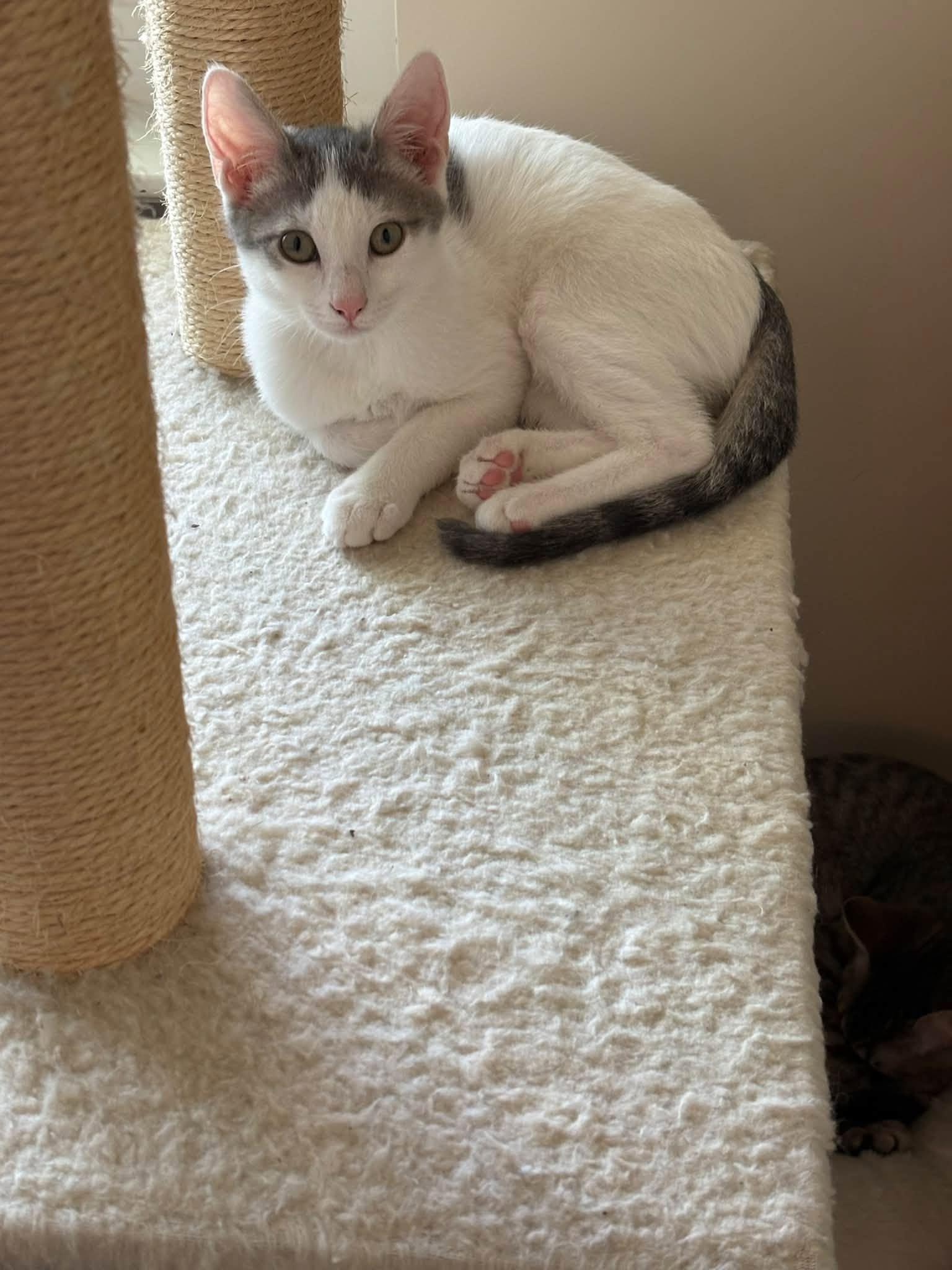 Coco-San, Adoptable, Young Female Domestic Short Hair.