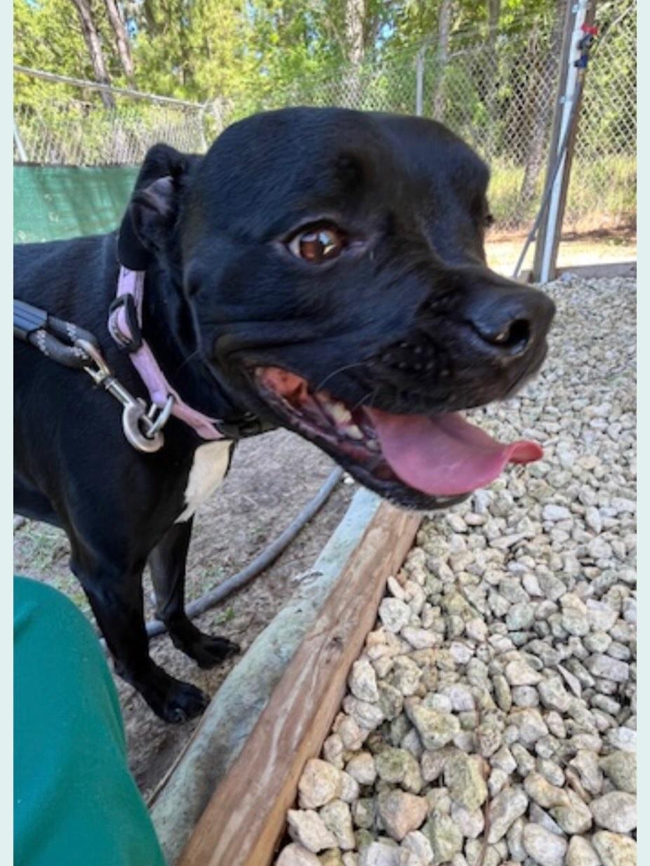 Enlarge Piper In Fl, a ADOPTABLE mixed breed in Polk, OH image 2/2