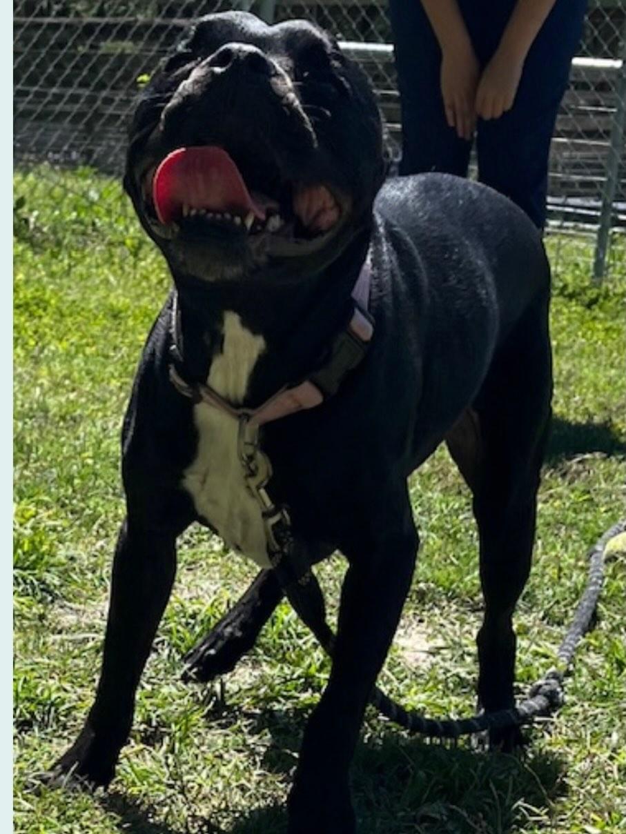 Enlarge Piper In Fl, a ADOPTABLE mixed breed in Polk, OH image 1/2