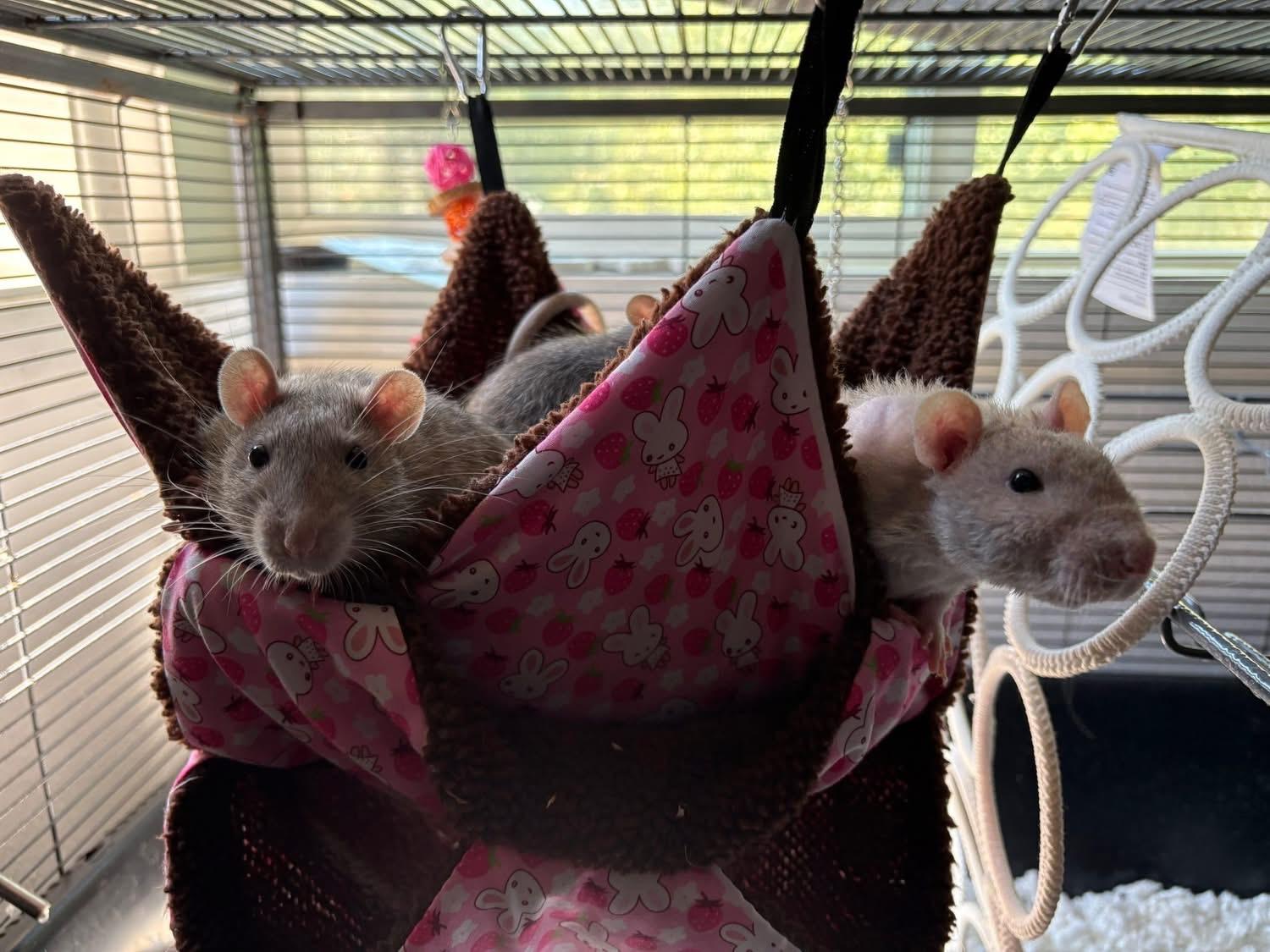 Ford, Chevy & Blue, a Adoptable Rat image 1/6