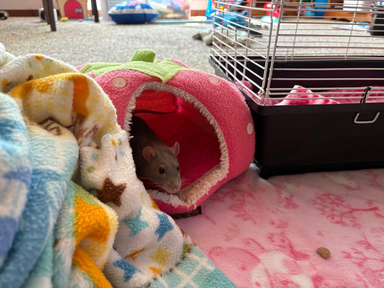 Ford, Chevy & Blue, a Adoptable Rat image 3/6