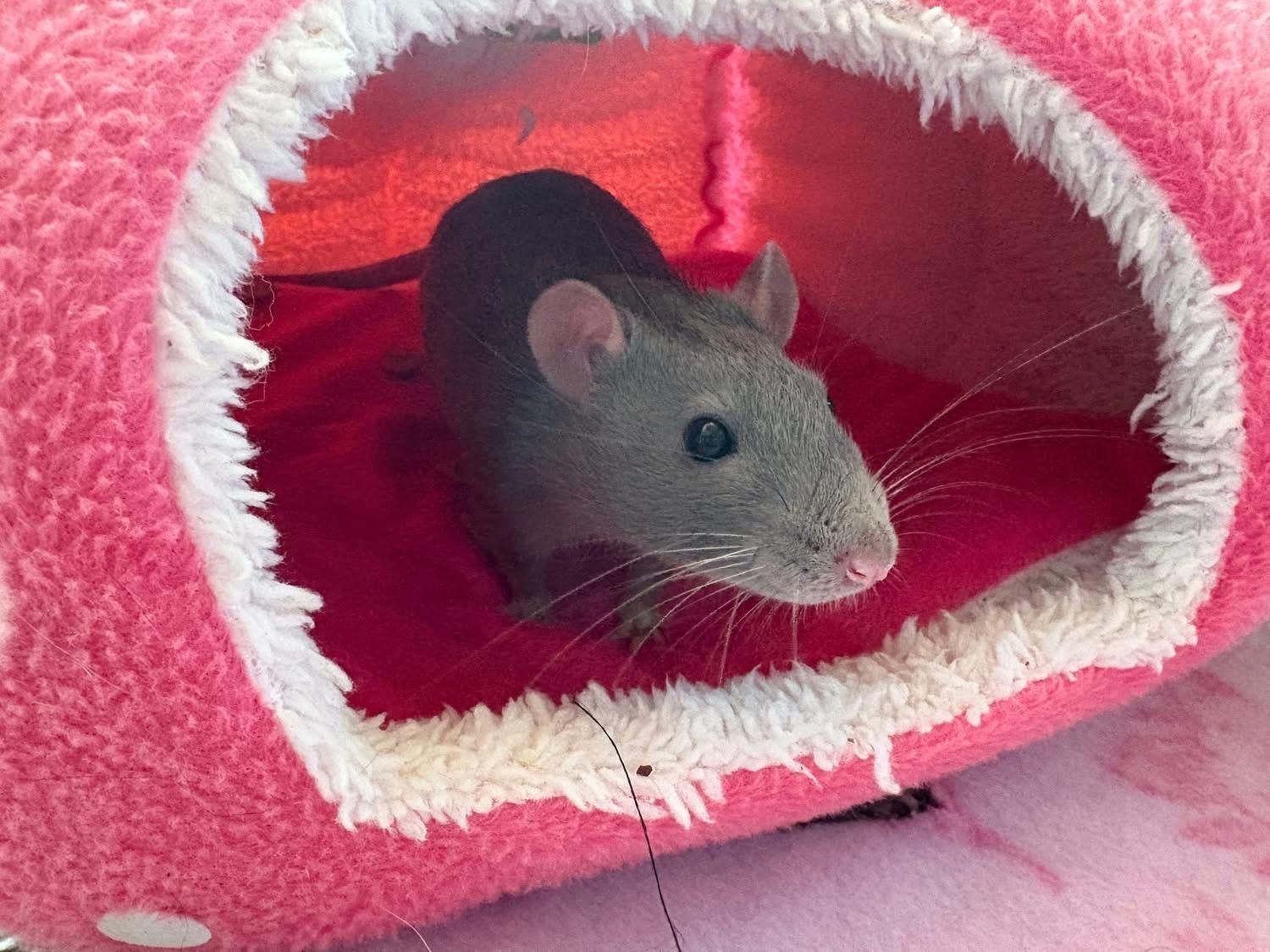 Ford, Chevy & Blue, a Adoptable Rat image 4/6