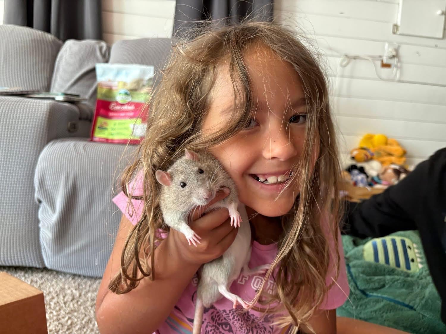 Ford, Chevy & Blue, a Adoptable Rat image 5/6