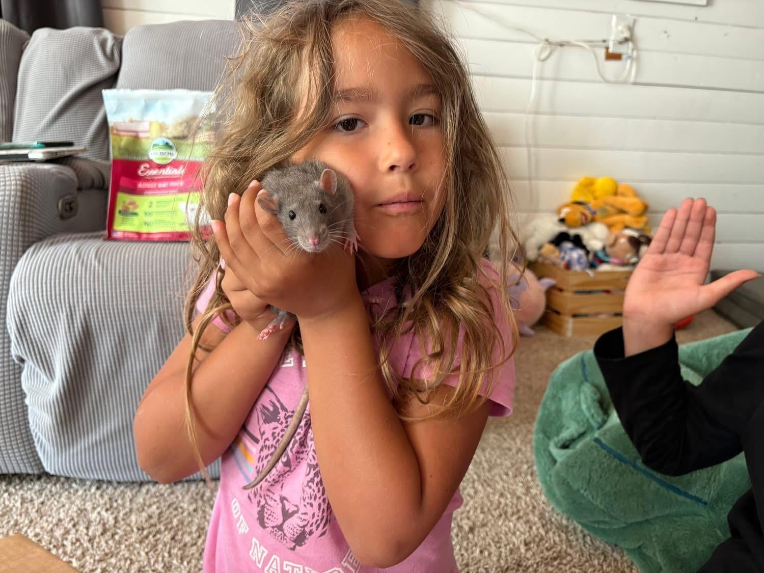 Ford, Chevy & Blue, a Adoptable Rat image 6/6