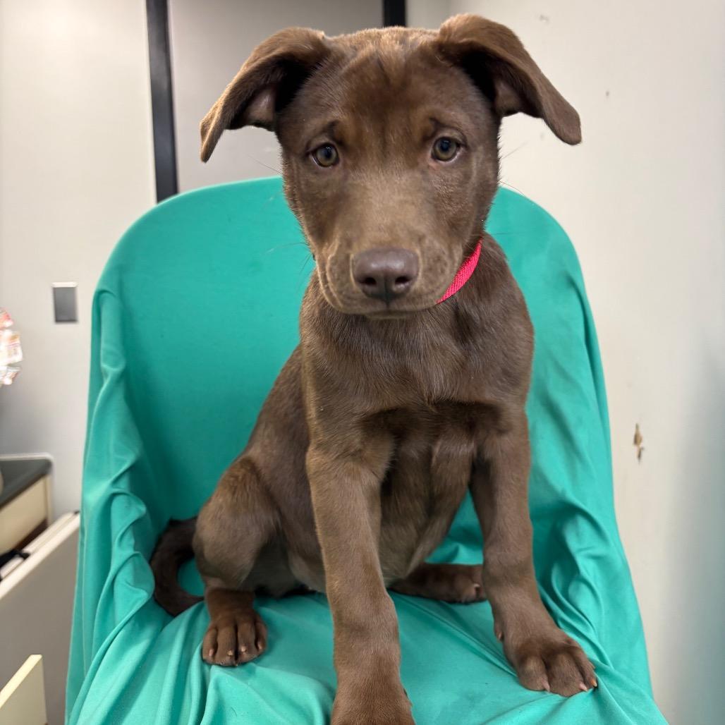 Enlarge Shelby, an adoptable mixed breed in Homewood, IL image 1/1