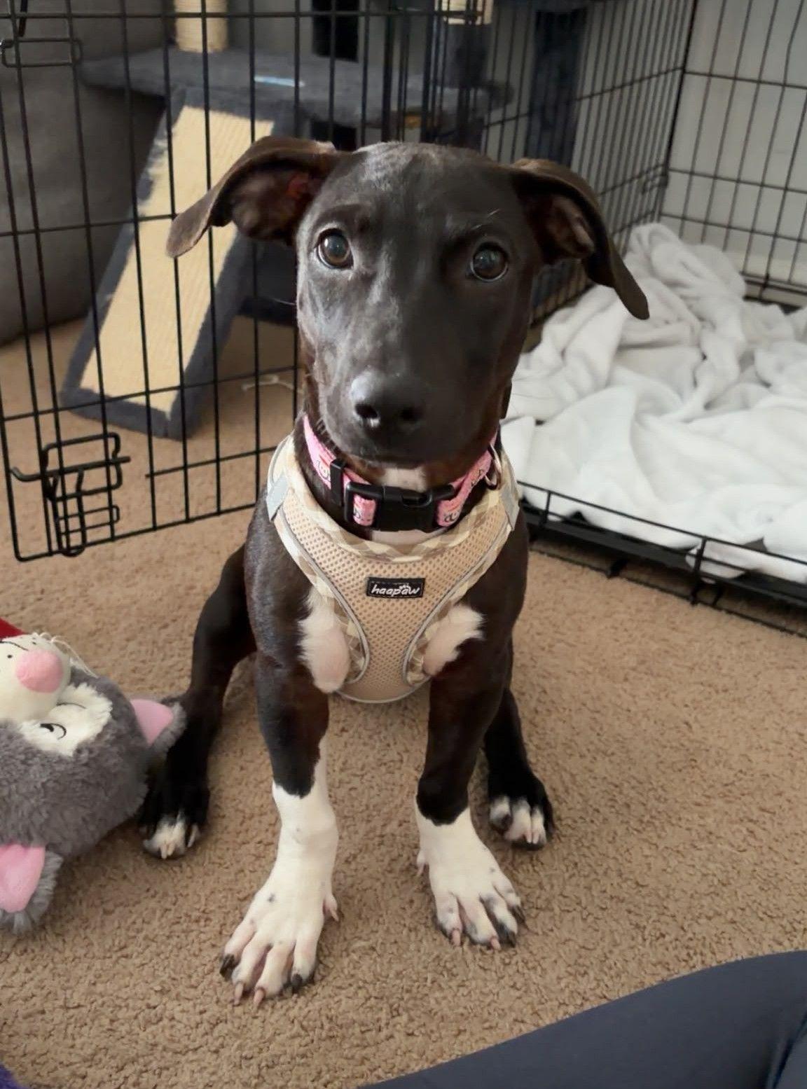 Sakki, Adoptable, Puppy Female Mixed Breed.