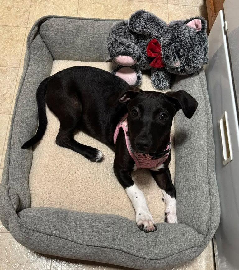 Enlarge Sakki, a Adoptable Mixed Breed in Cliffwood, NJ image 2/3