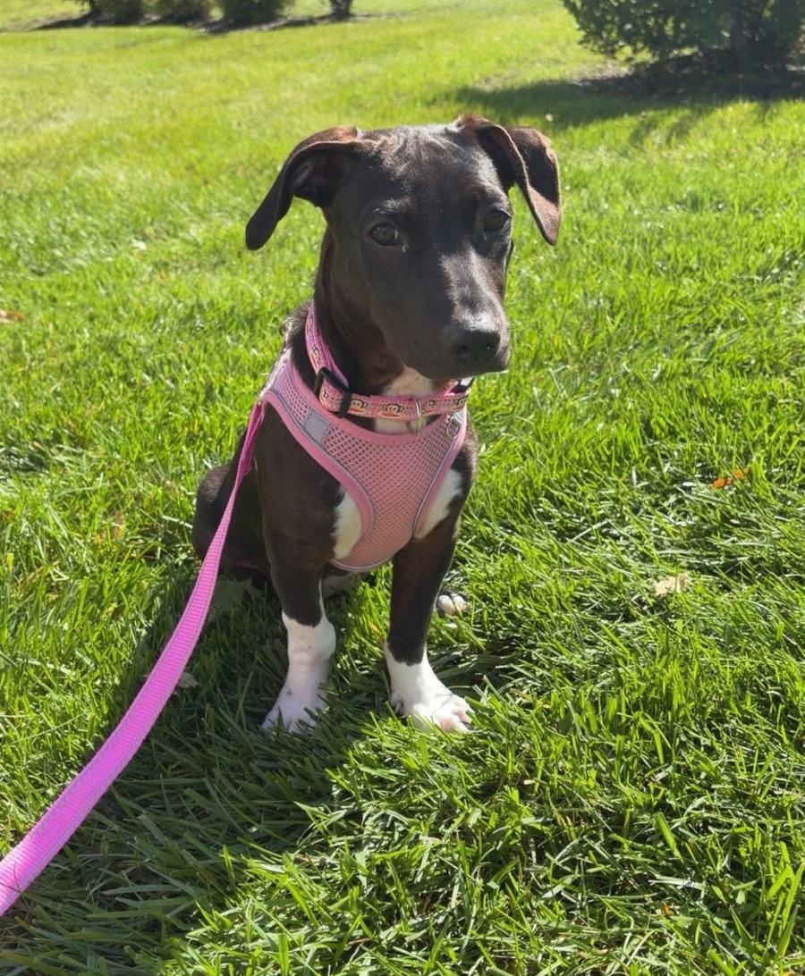 Enlarge Sakki, a Adoptable Mixed Breed in Cliffwood, NJ image 3/3