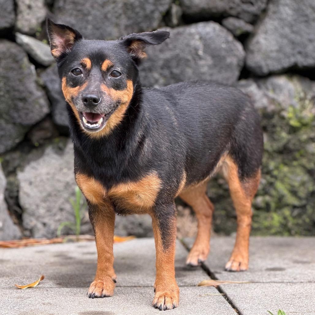 Roxy, Adoptable, Adult Female Mixed Breed.