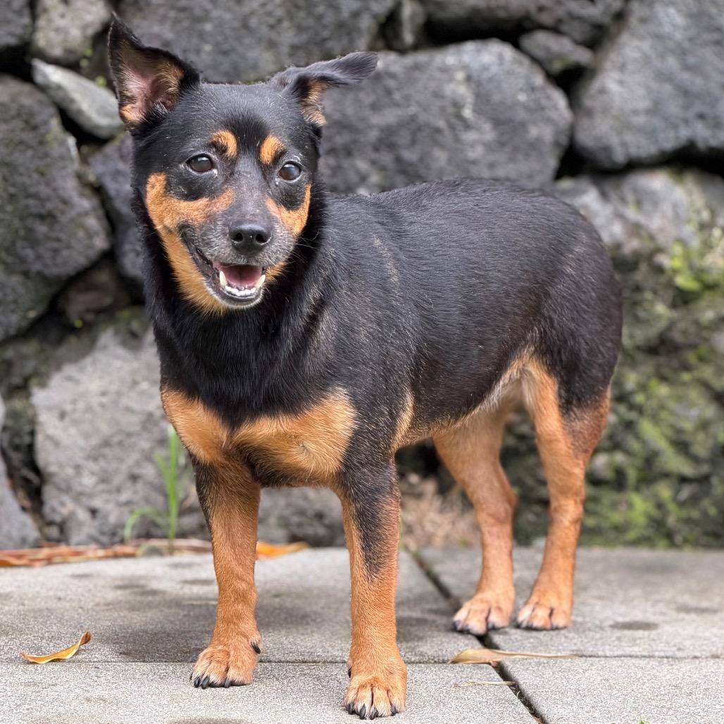 Enlarge Roxy, a Adoptable Mixed Breed in Keaau, HI image 2/3