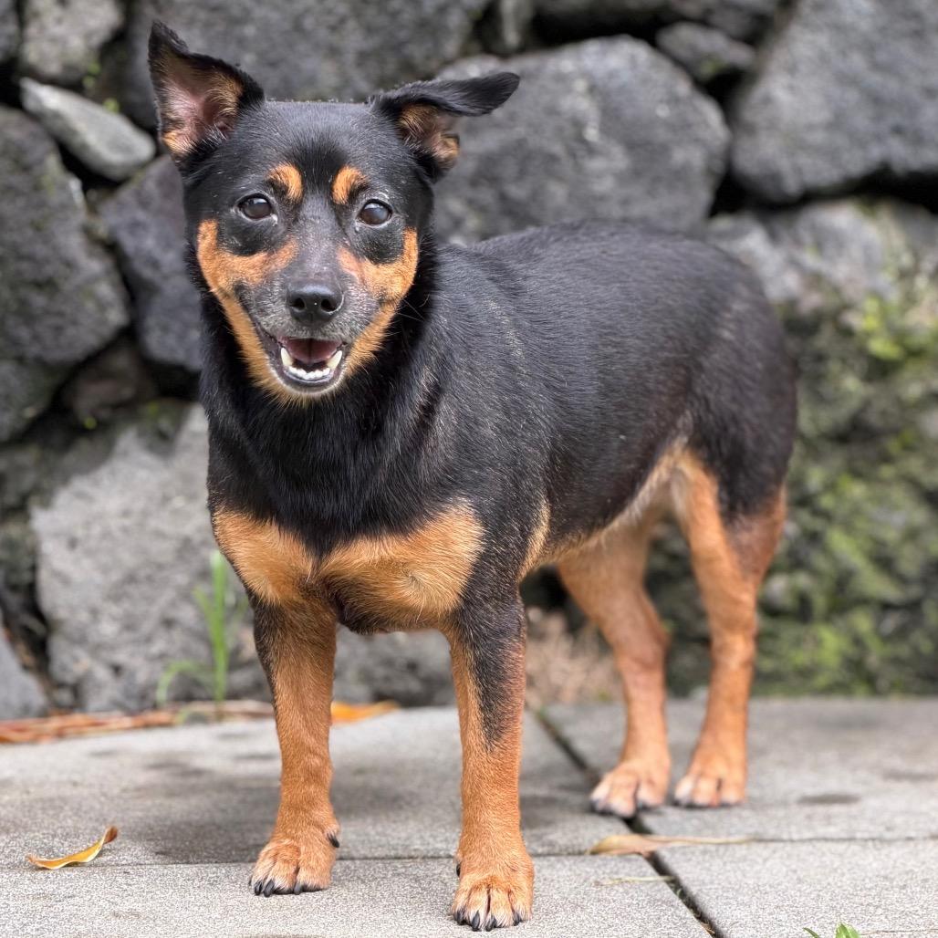 Enlarge Roxy, a Adoptable Mixed Breed in Keaau, HI image 3/3