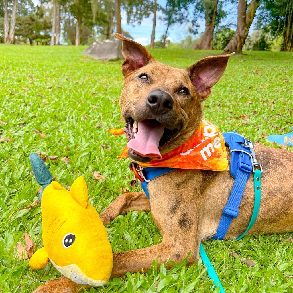 Chicken Nugget, Adoptable, Adult Male Mixed Breed.