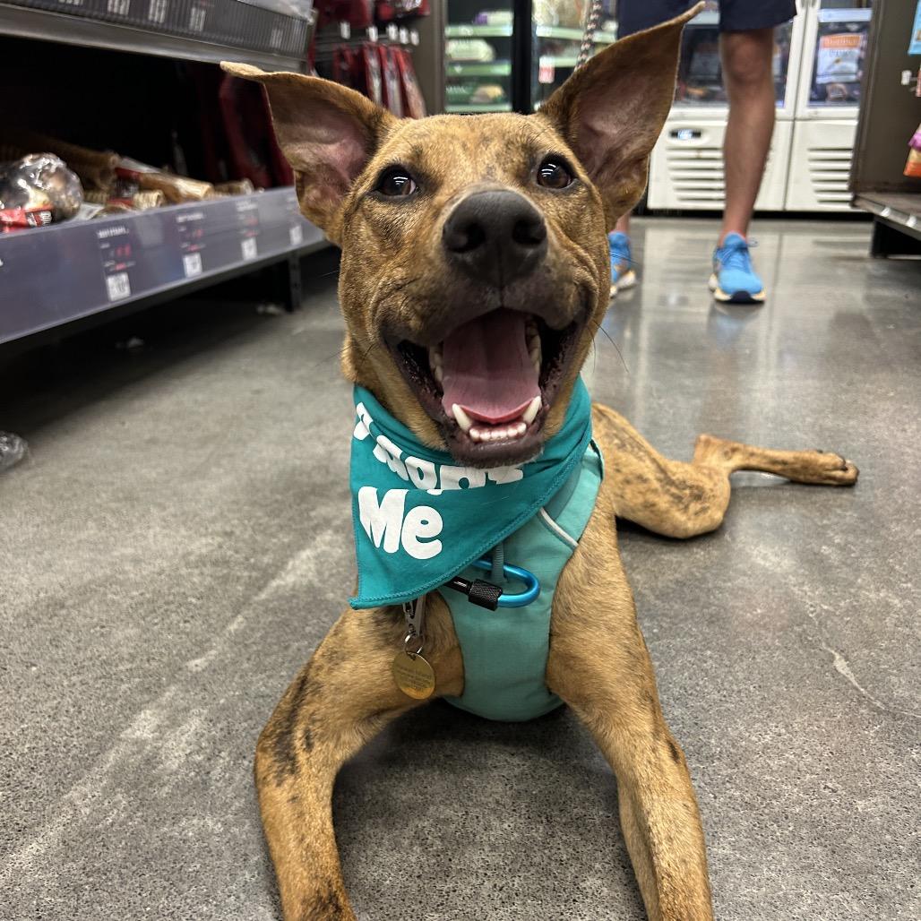 Enlarge Chicken Nugget, a Adoptable Mixed Breed in Kailua Kona, HI image 1/6