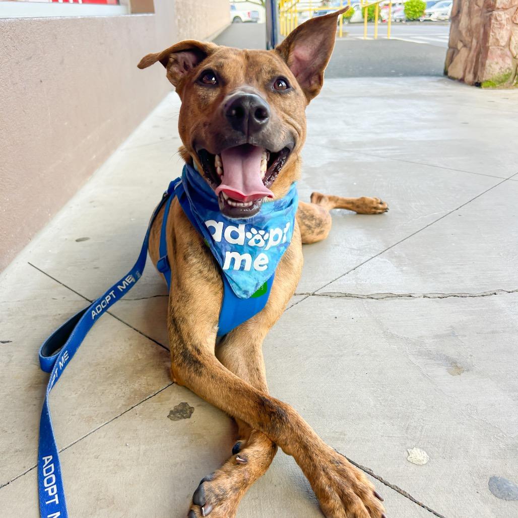Enlarge Chicken Nugget, a Adoptable Mixed Breed in Kailua Kona, HI image 2/6