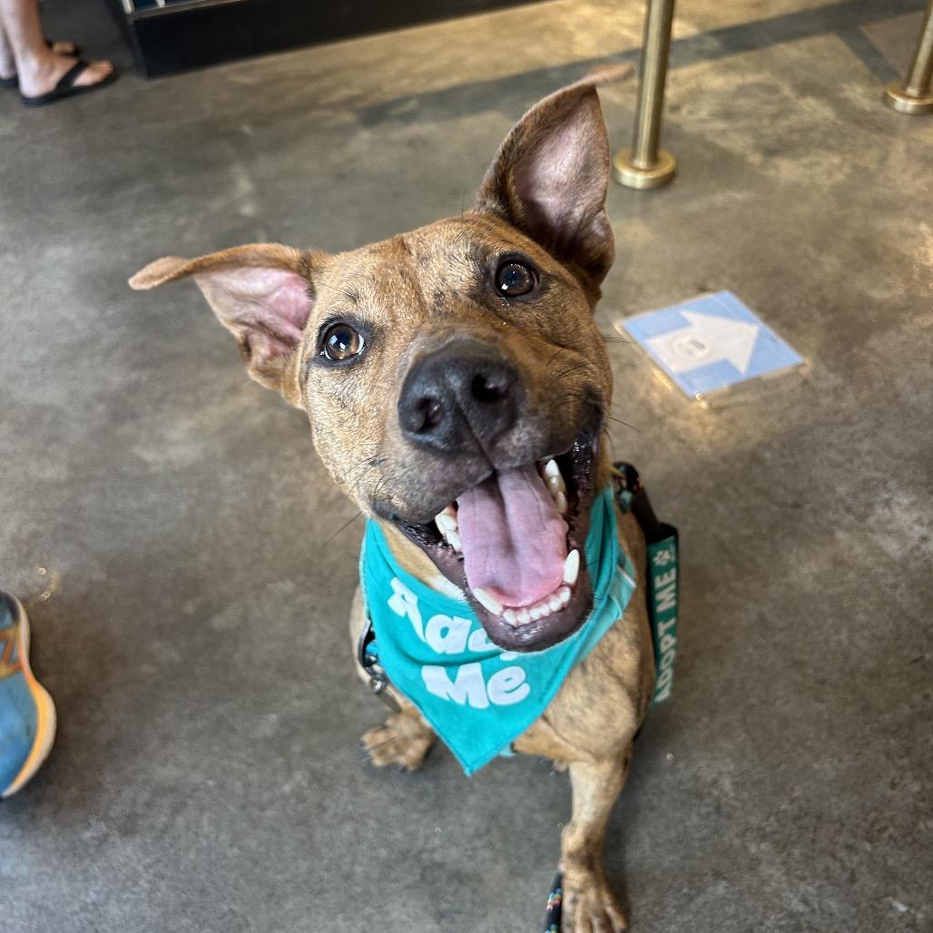 Enlarge Chicken Nugget, a Adoptable Mixed Breed in Kailua Kona, HI image 3/6