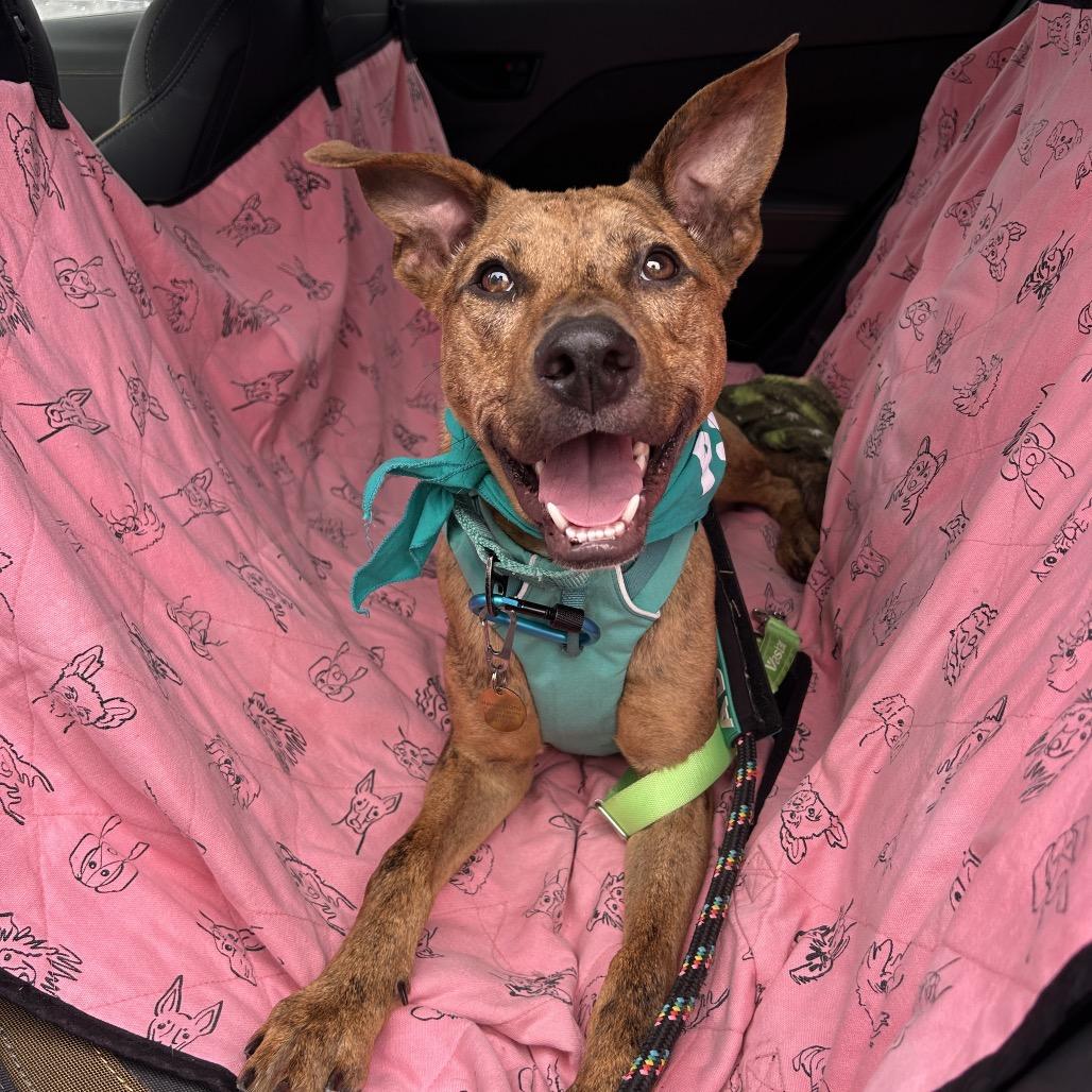 Enlarge Chicken Nugget, a Adoptable Mixed Breed in Kailua Kona, HI image 4/6