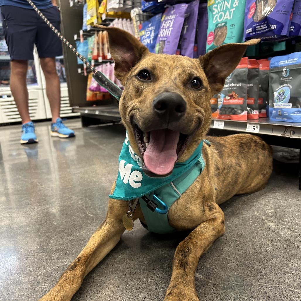 Enlarge Chicken Nugget, a Adoptable Mixed Breed in Kailua Kona, HI image 5/6