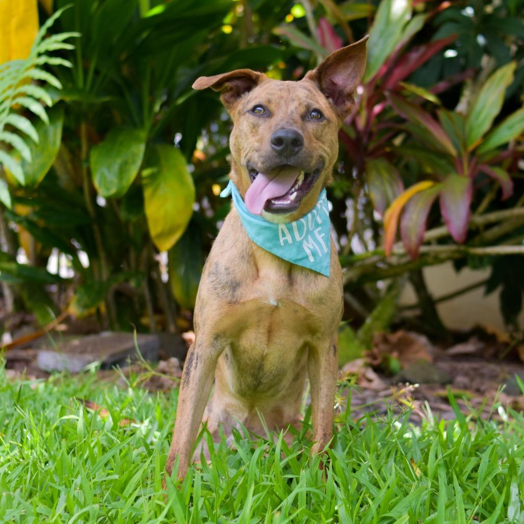 Enlarge Chicken Nugget, a Adoptable Mixed Breed in Kailua Kona, HI image 6/6