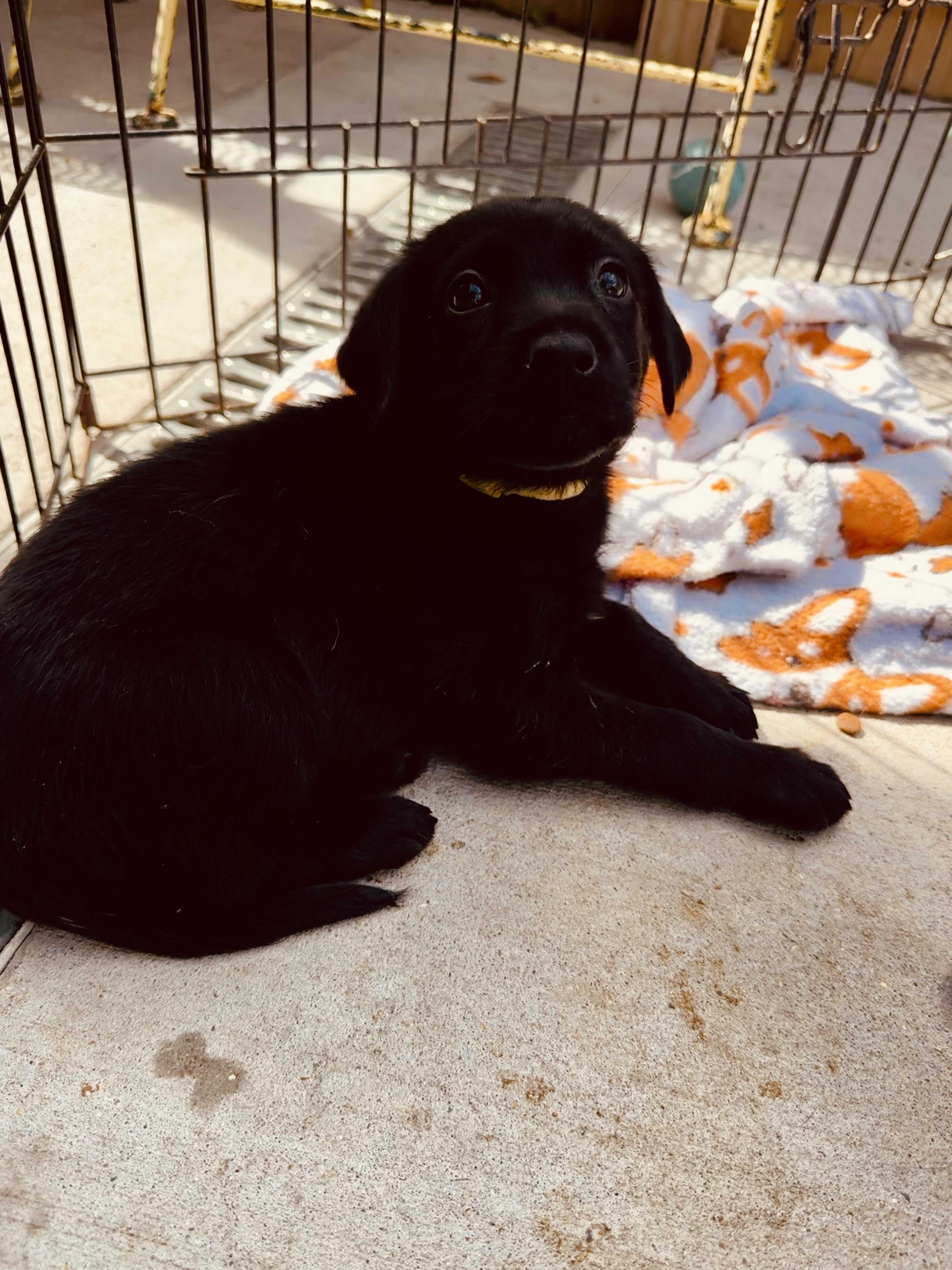 Enlarge Caboodle, an adopted mixed breed in Ponchatoula, LA image 3/5