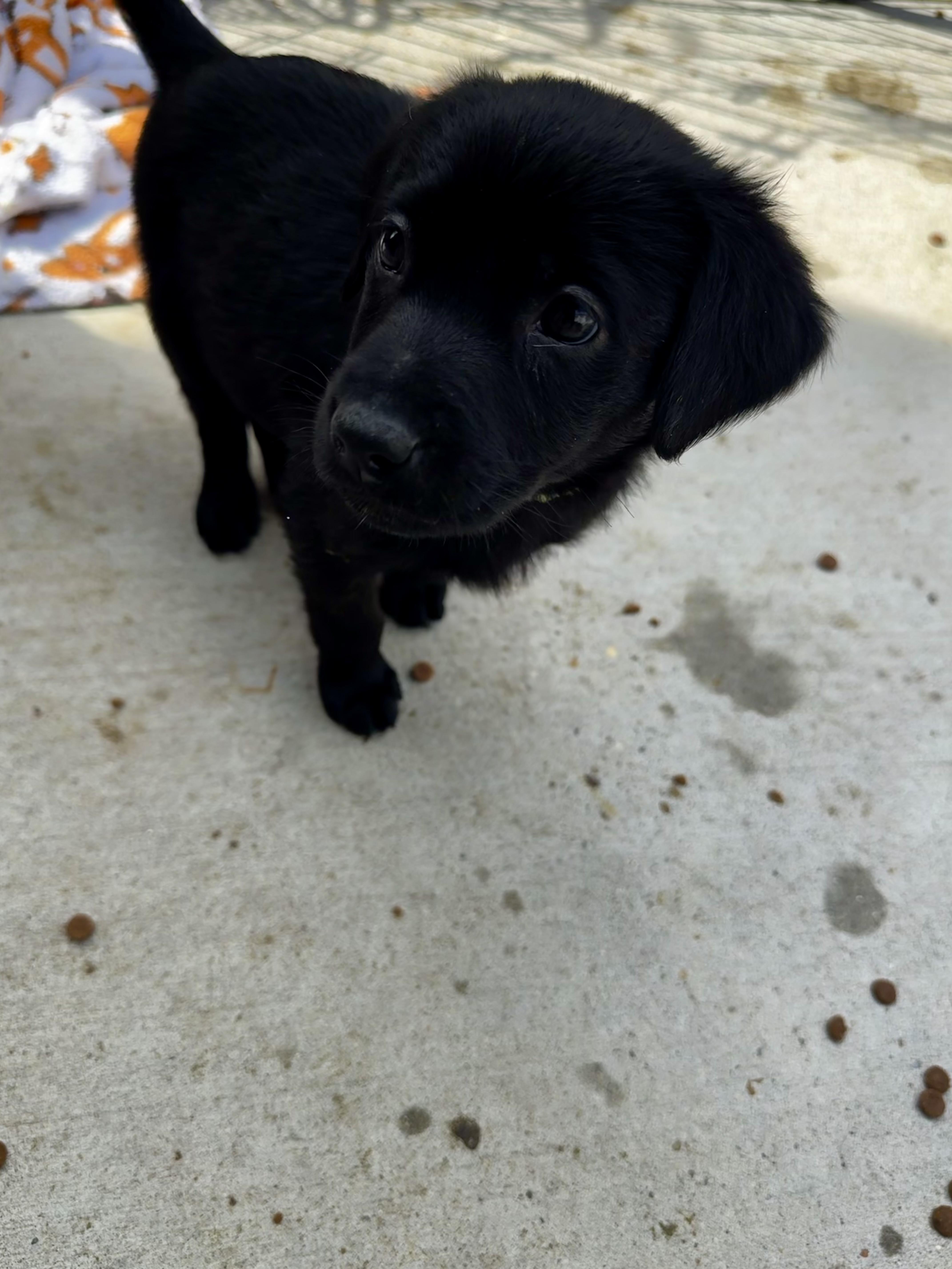Enlarge Caboodle, an adopted mixed breed in Ponchatoula, LA image 4/5