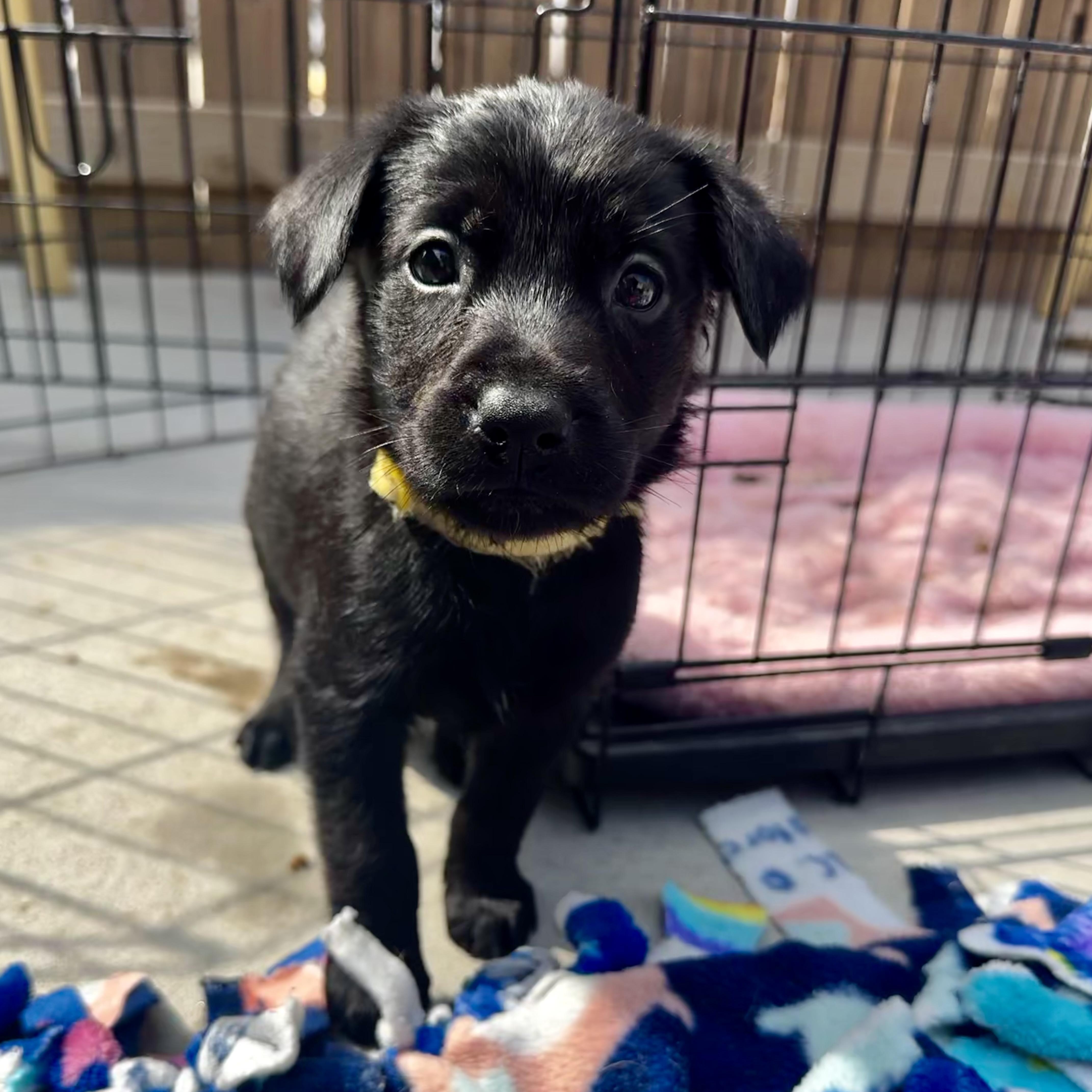 Enlarge Caboodle, an adopted mixed breed in Ponchatoula, LA image 1/5