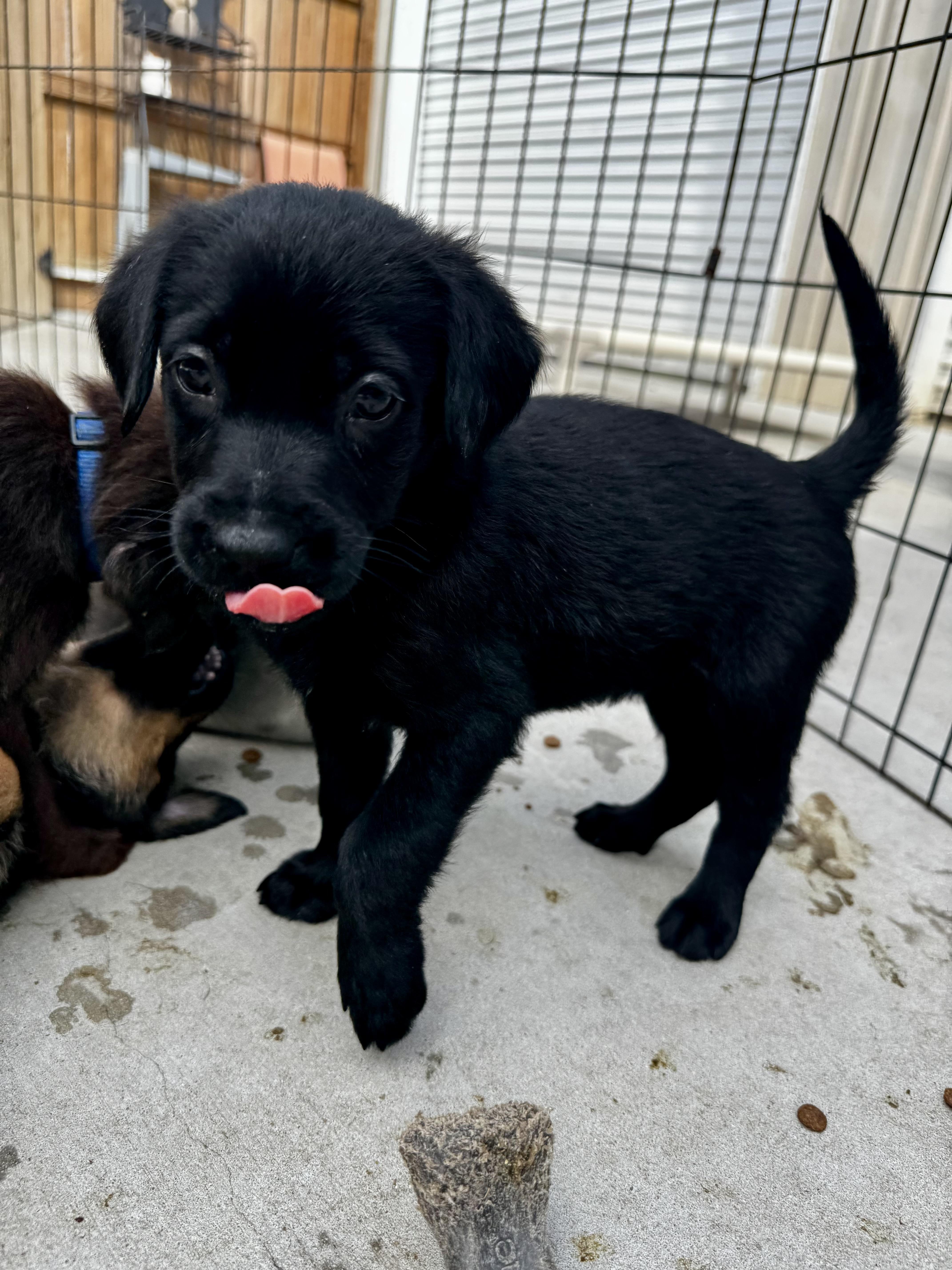 Enlarge Caboodle, an adopted mixed breed in Ponchatoula, LA image 2/5