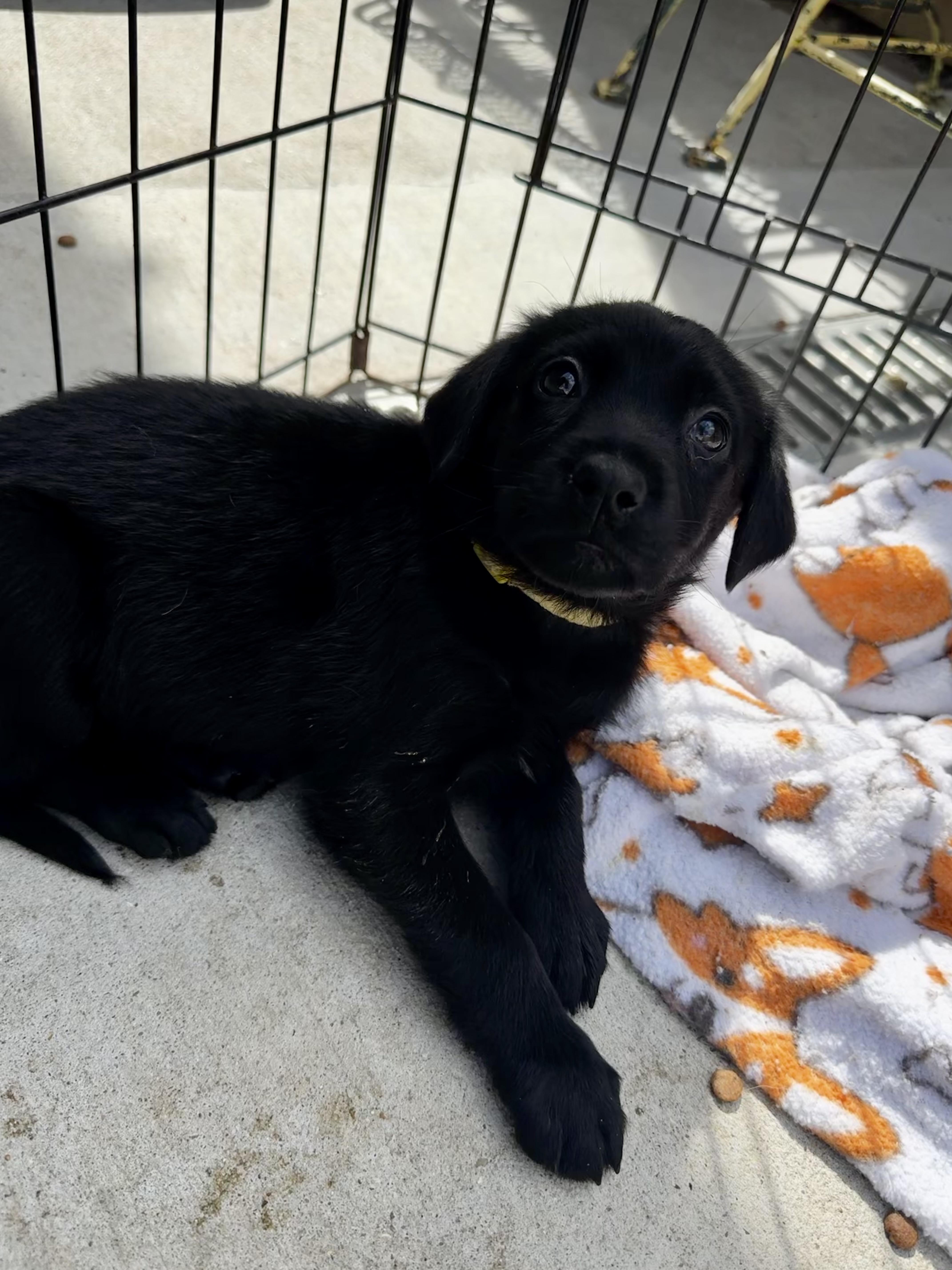 Enlarge Caboodle, an adopted mixed breed in Ponchatoula, LA image 5/5