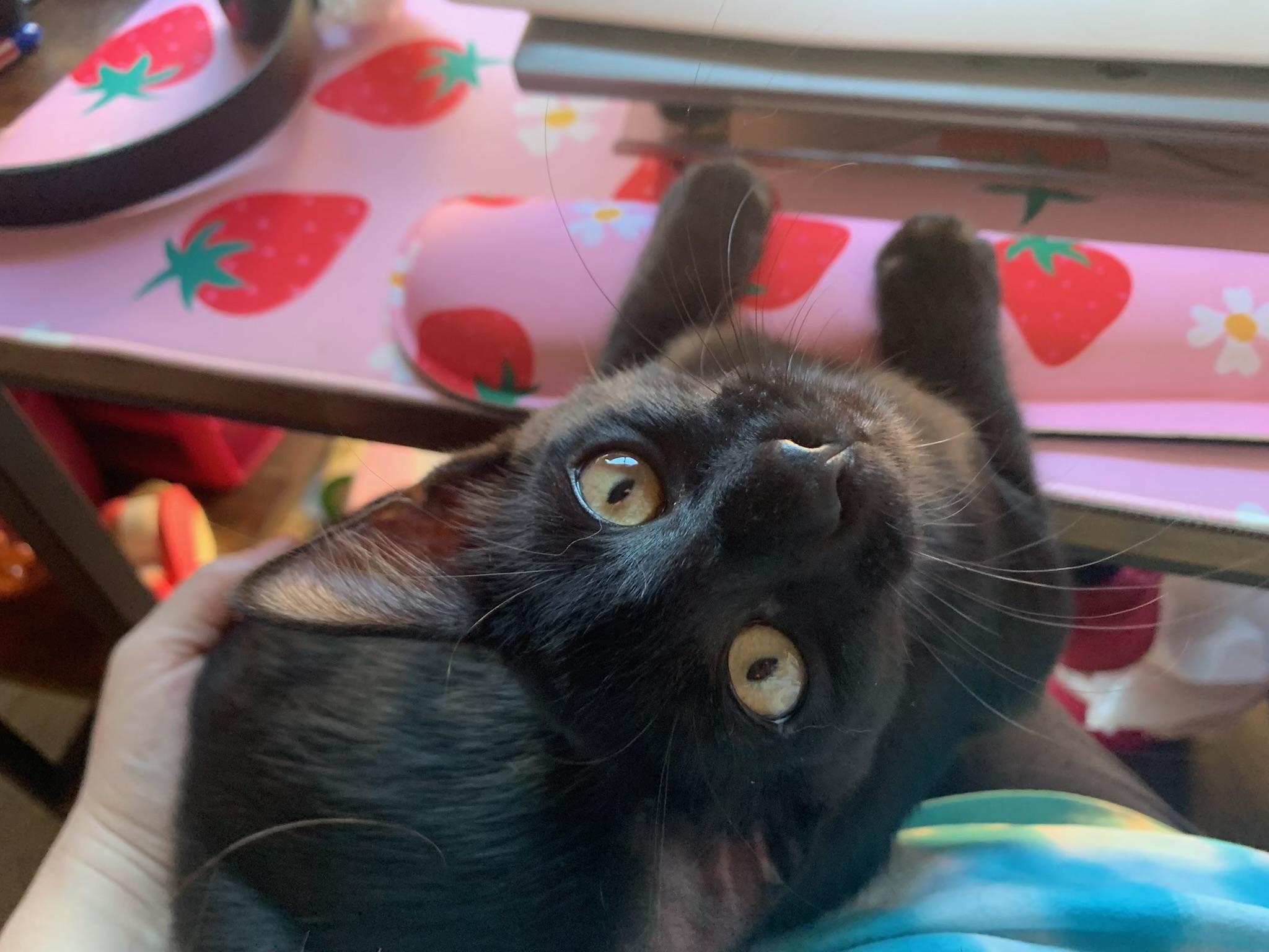 Woerner James - Kuykendahl Petsmart, Adoptable, Young Male Bombay & Domestic Short Hair.