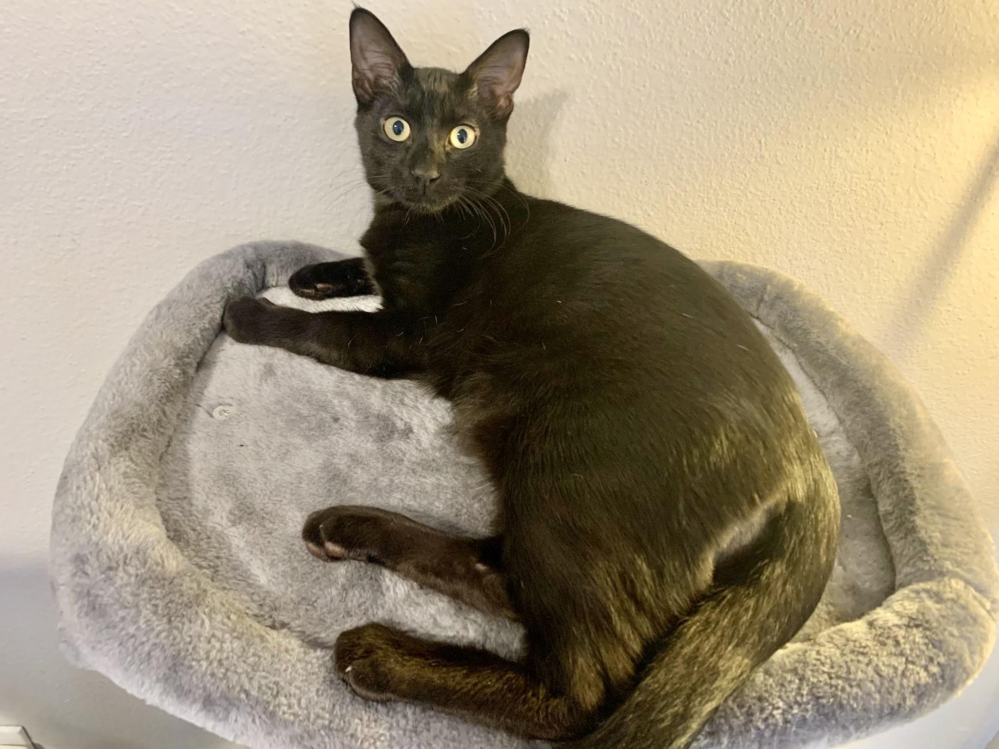 Enlarge Woerner James - Kuykendahl Petsmart, a Adoptable mixed breed in Spring, TX image 2/3