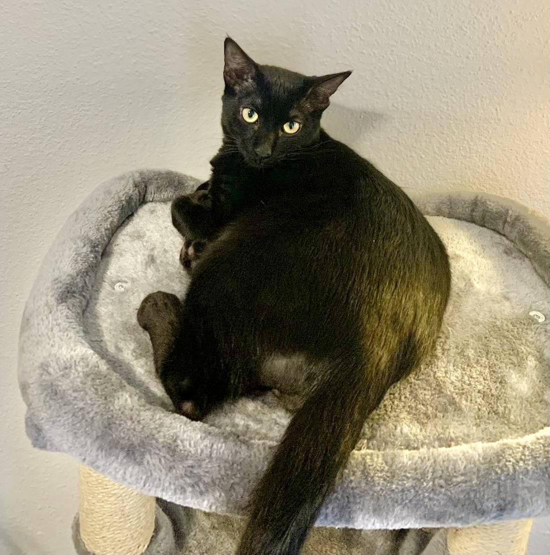 Enlarge Woerner James - Kuykendahl Petsmart, a Adoptable mixed breed in Spring, TX image 3/3