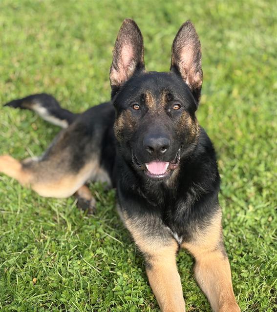 Enlarge MARVIN, a Adoptable German Shepherd Dog in Fairfield, CA image 1/1