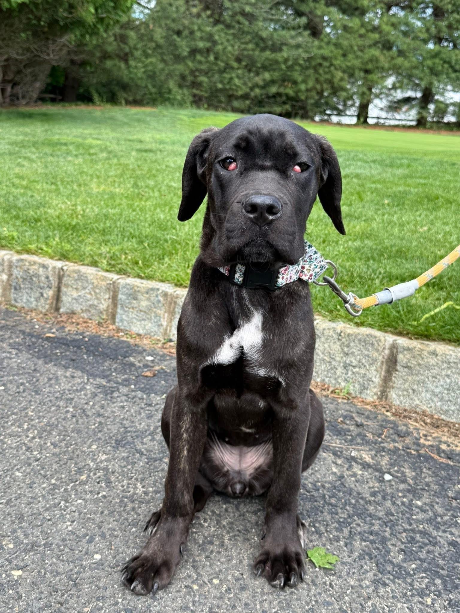 Enlarge Magnolia, an adopted mixed breed in Jackson , NJ image 4/5
