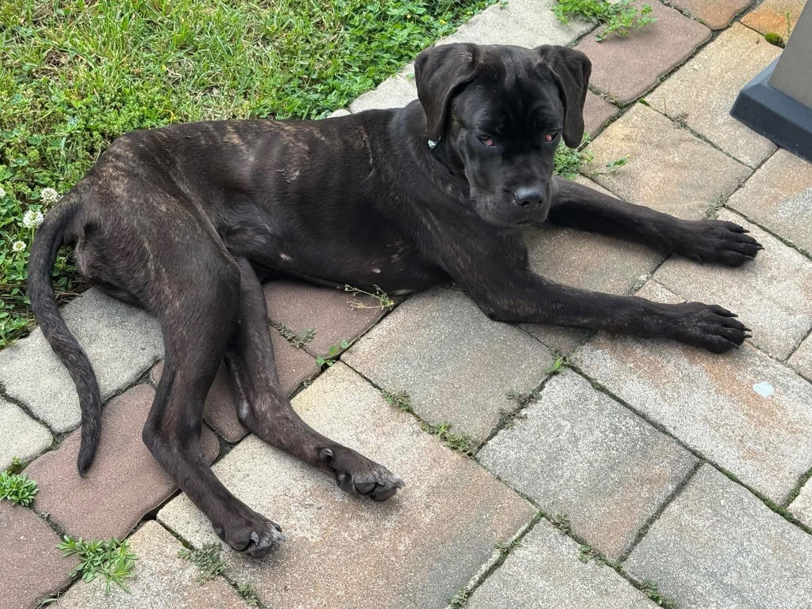 Enlarge Magnolia, an adopted mixed breed in Jackson , NJ image 5/5